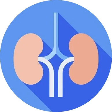 Human kidneys and urinary tract icon
