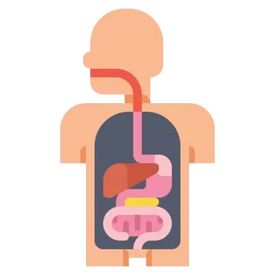 illustrated human digestive system diagram