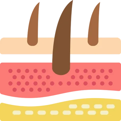 Closeup hair follicle and skin layers